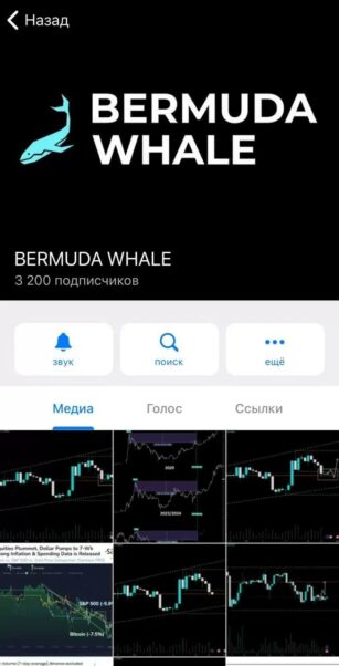 Bermuda Whale Телеграмм канал