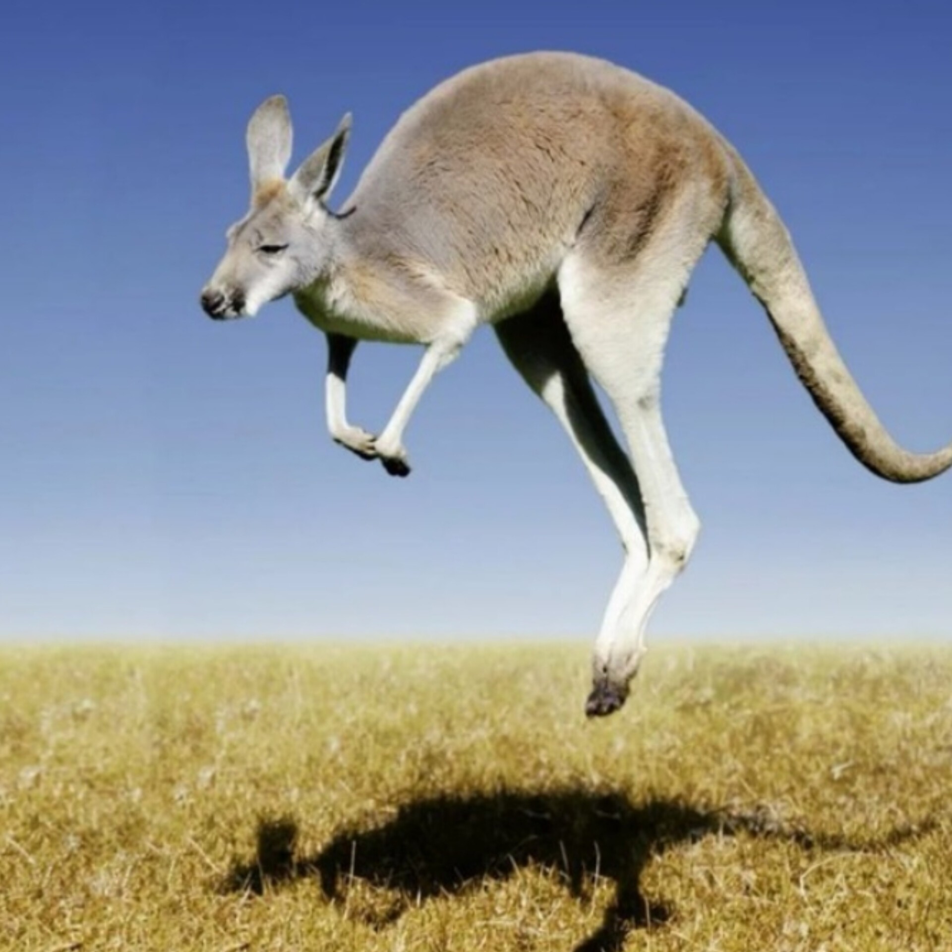 Какое животное попросил. Кенгуру в Австралии. Серый австралийский кенгуру. Кенгуру Австралия млекопитающие. Африканский кенгуру.
